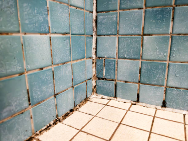 Best Mold Remediation for Healthcare Facilities  in Splendora, TX